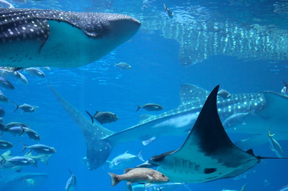 WhaleSharkManta